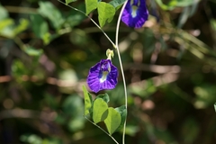 Clitoria ternatea