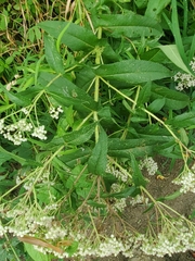 Eupatorium