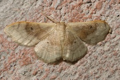 Idaea degeneraria