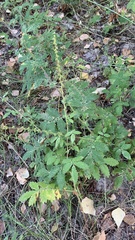 Agrimonia eupatoria