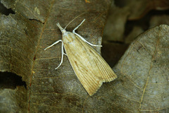Calamotropha paludella