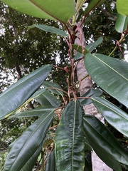 Moraceae