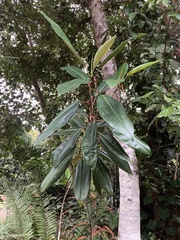 Moraceae