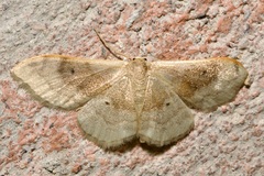 Idaea degeneraria