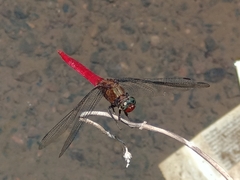 Orthetrum chrysis