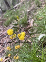 Acacia brownii