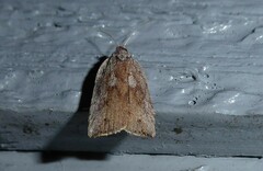 Planotortrix