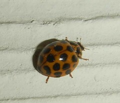 Harmonia conformis