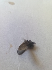 Clogmia albipunctata