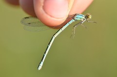 Enallagma circulatum