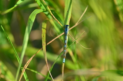 Enallagma circulatum