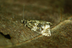 Syricoris lacunana