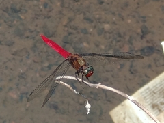 Orthetrum chrysis