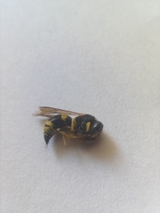 Ancistrocerus
