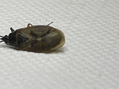 Gastrodes abietum