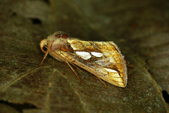 Plusia festucae