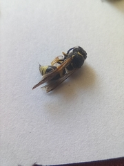 Ancistrocerus