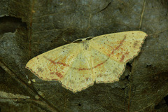 Cyclophora punctaria