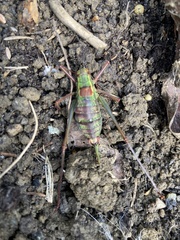 Barbitistes serricauda