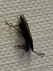 Gastrodes abietum