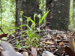 Pterostylis agathicola