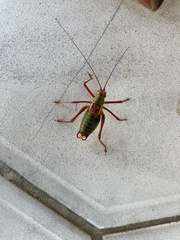 Barbitistes serricauda