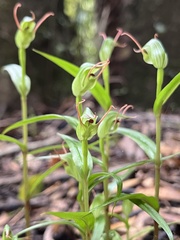 Pterostylis agathicola
