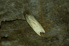 Helcystogramma albinervis