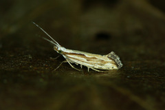 Plutella porrectella
