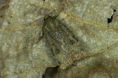 Noctua interposita