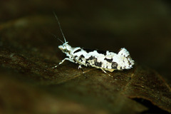Ypsolopha sequella