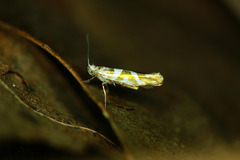 Argyresthia goedartella