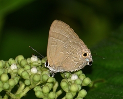 Deudorix epijarbas