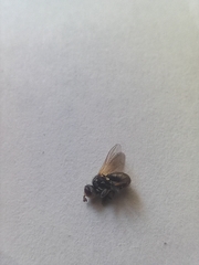 Thecophora