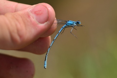 Enallagma circulatum