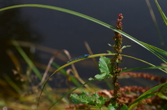 Enallagma circulatum