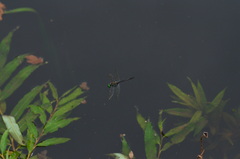 Somatochlora uchidai