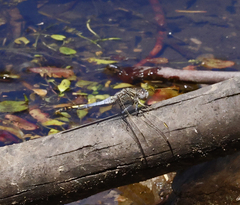 Orthetrum caledonicum