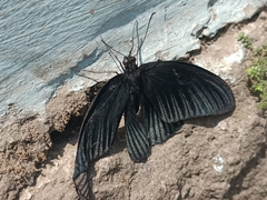 Papilio memnon