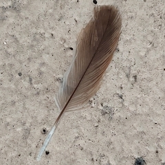 Passer montanus malaccensis