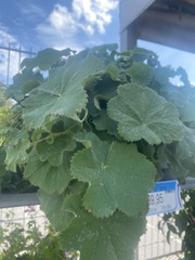 Alchemilla vulgaris