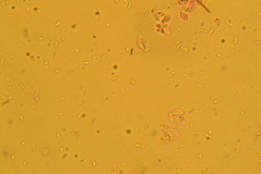 Collybiopsis