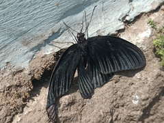 Papilio memnon
