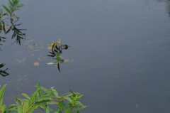 Somatochlora uchidai