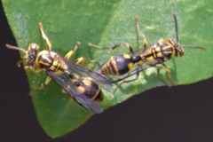 Ropalidia ornaticeps