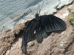 Papilio memnon