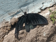 Papilio memnon