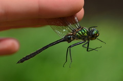 Somatochlora uchidai