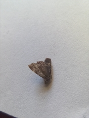 Anthophila fabriciana