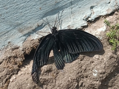 Papilio memnon